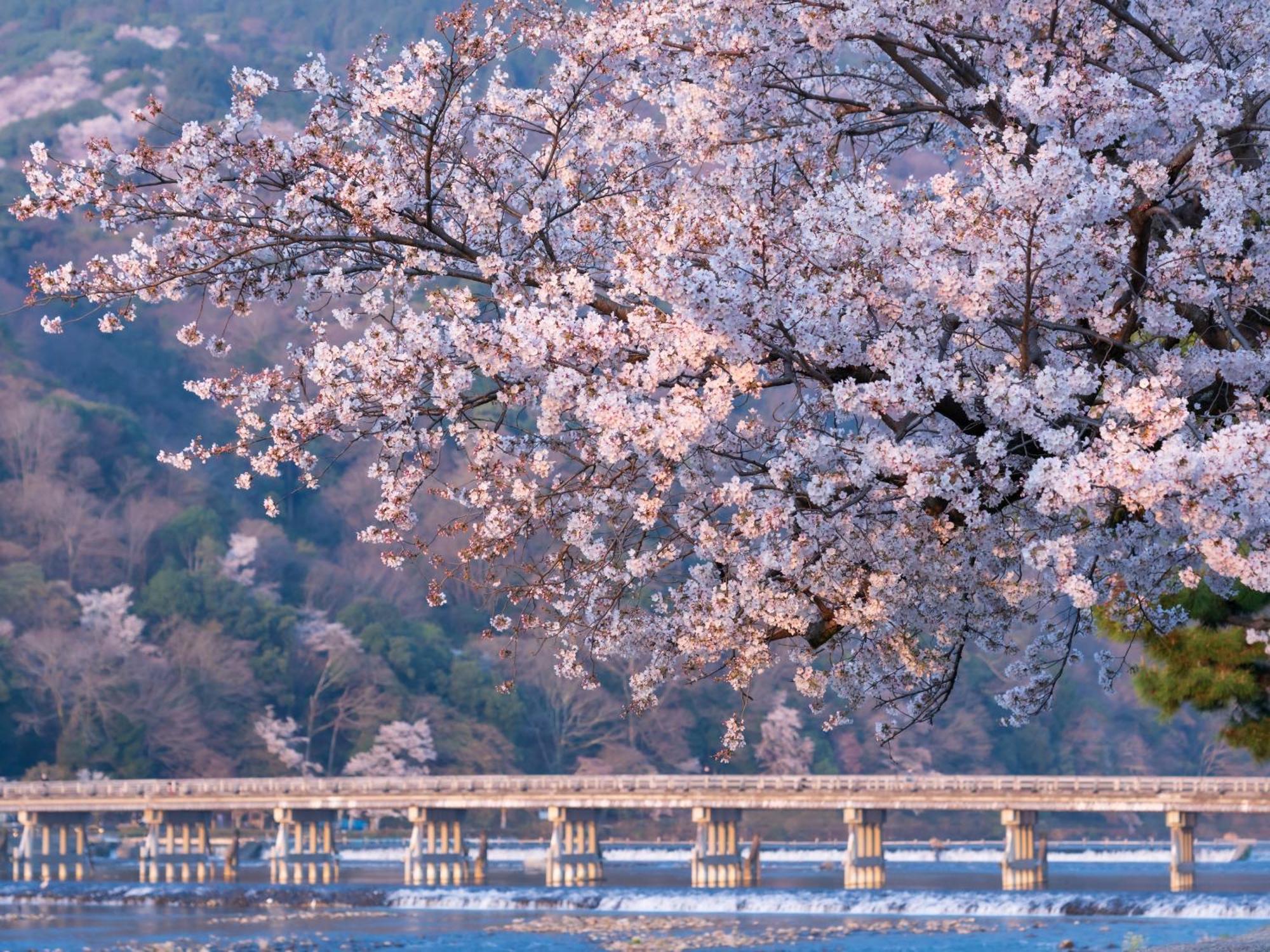 The Blossom Kyoto Exterior photo